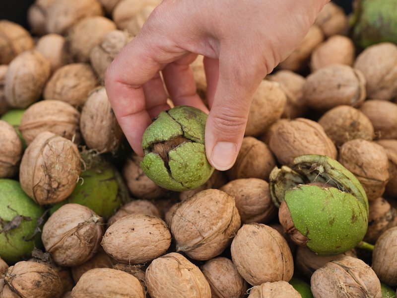 Hand-picking-up-walnuts.jpg