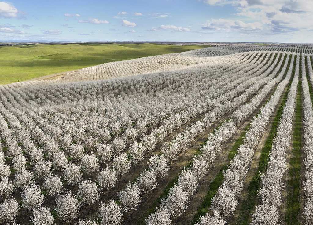 orchard_landscape_crop.original